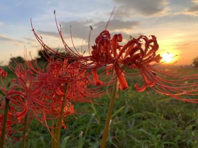 秋の夕日と彼岸花の写真