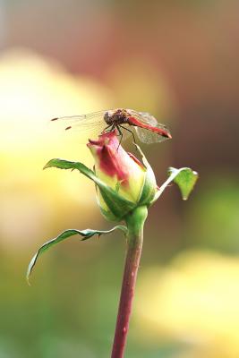 薔薇アカネの写真
