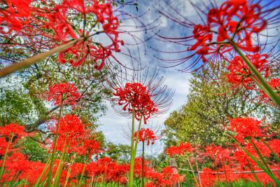 群青と真紅のコントラストの写真