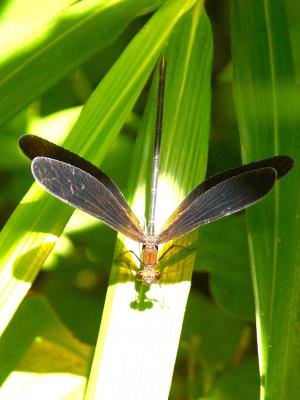 光と影と透けの写真