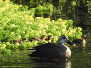 情報館賞 ほのぼのの画像