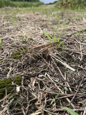 隠れ身の術で産卵中の写真