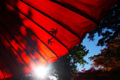 観あげる秋の写真