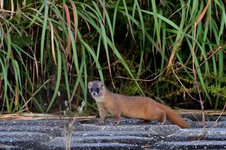 多摩川自然情報館大賞 イタチごっこの画像
