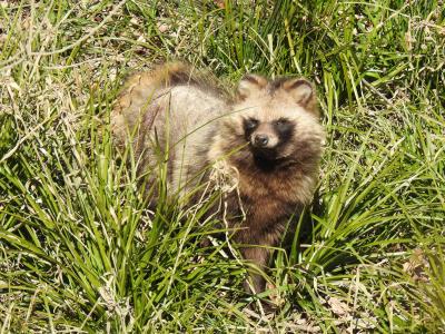 多摩川の住民の写真