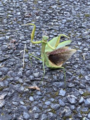 戦いの構えの様子