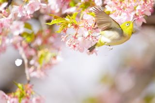 特別賞 陽光を浴びての画像