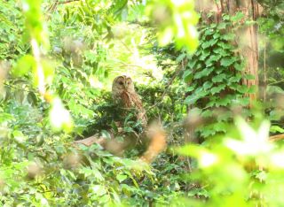 特別賞 招福の画像