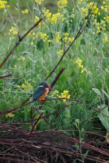 特別賞 野川の春の画像