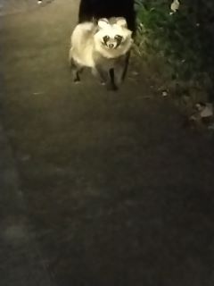 特別賞 こだぬきの画像