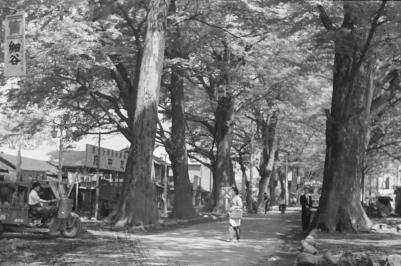 昭和33年けやき並木