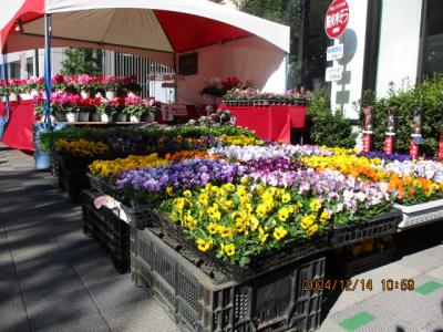 花の苗の販売の写真