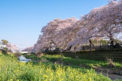 野川の菜の花と桜の画像