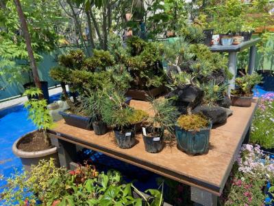 調布市緑と花の祭典の画像