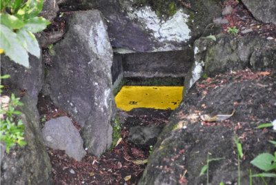 ヒカリモの拡大写真