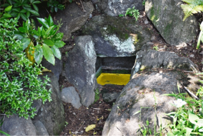 ヒカリモの写真