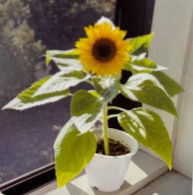 向日葵の様子