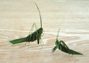 シュロの葉バッタの画像