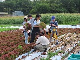 レタスの収穫体験をする様子