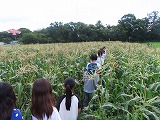 トウモロコシの収穫体験をする様子