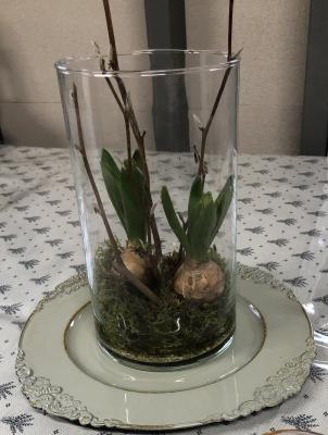 シクラメンの芽出し球根の寄せ植えの画像