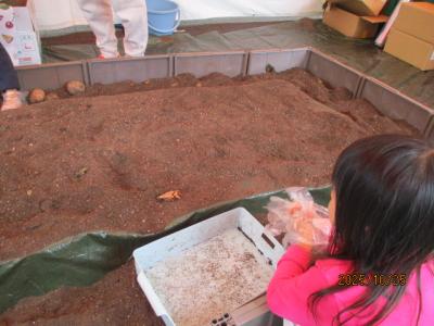 野菜堀りイベントの様子