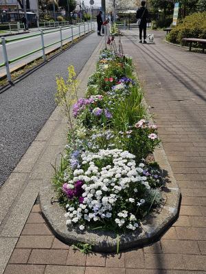 白い可愛いお花がメインに咲いている花壇の様子