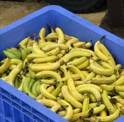 市民の暮らし講座の廃棄されたバナナの写真