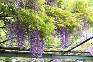 藤の画像