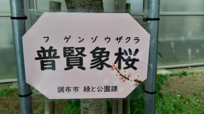 普賢象桜看板