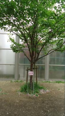 河津桜の写真