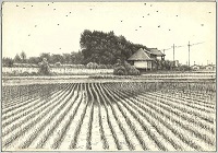 「染地の稲」の写真