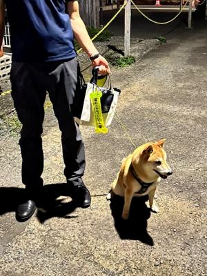 散歩している様子