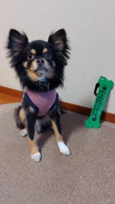 ご自宅での写真