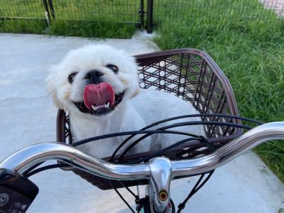 自転車のかごに乗っている写真