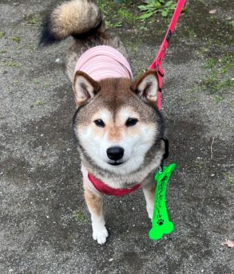 散歩しているココちゃんの写真