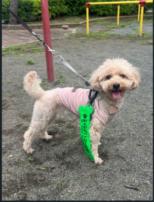 散歩しているアロちゃんの写真