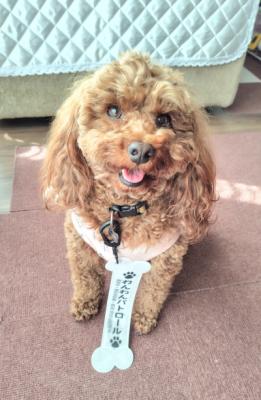 ご自宅での写真