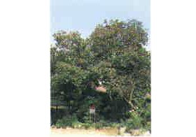 佐須「禅寺丸」古木の写真