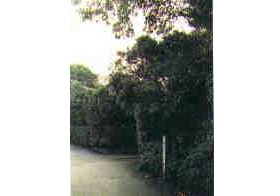 絵堂の「ヒイラギ」一対の写真