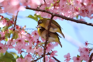 調布市いきものフォトコンテスト2020 市内部門 多摩川自然情報館大賞