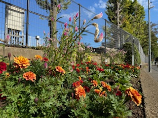 花が咲いている写真