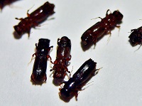 カシノナガキクイムシの写真