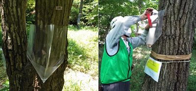 カシナガトラップ設置の写真