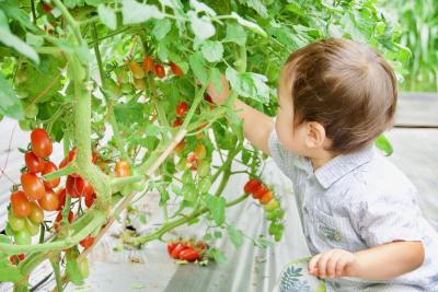 ミニトマトの収穫の様子