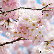 桜のサムネイル画像