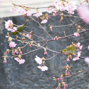 市の木のサムネイル画像