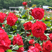 都立神代植物公園のサムネイル画像