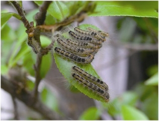 チャドクガ(幼虫)の写真