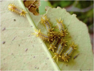 ヒロヘリアオイラガ(幼虫)の写真